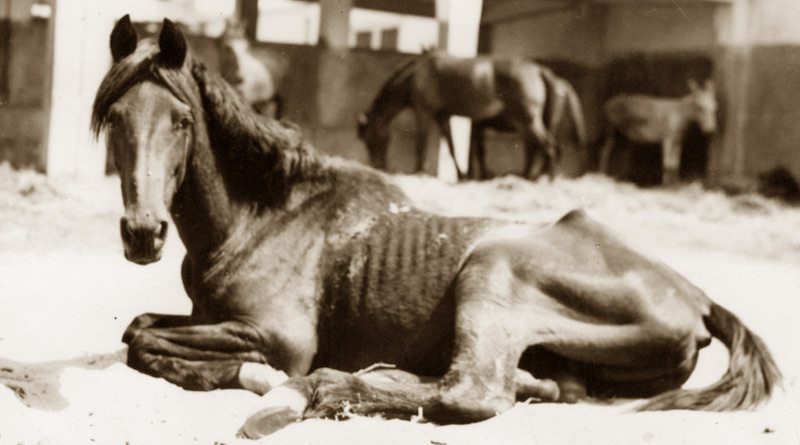 An old war horse taken in by Dorothy Brooke in Egypt.